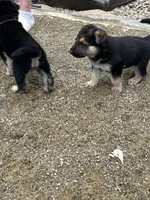 No name, a male German Shepherd Dog for sale in Columbus, OH – 6 of 10