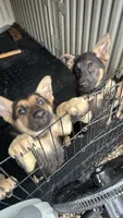 No name , a female German Shepherd Dog for sale in Columbus, OH – 3 of 5