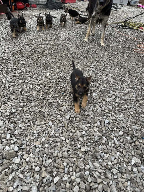 No name – German Shepherd Dog puppy for sale in Columbus, OH