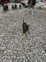 No name, a male German Shepherd Dog for sale in Columbus, OH – 1 of 1
