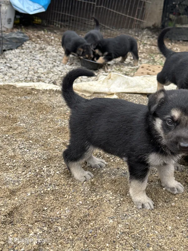 Rosie – German Shepherd Dog puppy for sale in Columbus, OH