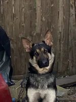 Rocky, a male German Shepherd Dog for sale in Columbus, OH – 5 of 5