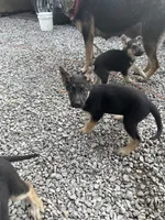 New owner names the puppies, a female German Shepherd Dog for sale in Columbus, OH – 7 of 8