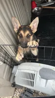 No name , a female German Shepherd Dog for sale in Columbus, OH – 2 of 5