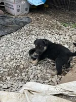 No name, a male German Shepherd Dog for sale in Columbus, OH – 2 of 10