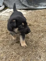 No name, a male German Shepherd Dog for sale in Columbus, OH – 10 of 10