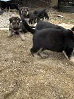 DOB 4th of July, a male German Shepherd Dog for sale in Columbus, OH – 7 of 9