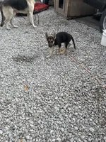 New owner names the puppies, a female German Shepherd Dog for sale in Columbus, OH – 6 of 8