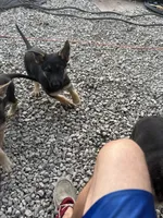 You name her, a female German Shepherd Dog for sale in Columbus, OH – 5 of 6