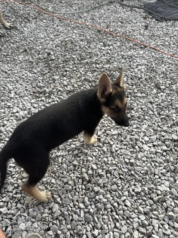 614/584/9777 Dan – German Shepherd Dog puppy for sale in Columbus, OH