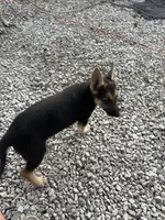 You name her, a female German Shepherd Dog for sale in Columbus, OH – 6 of 6