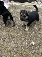 No name, a male German Shepherd Dog for sale in Columbus, OH – 4 of 10