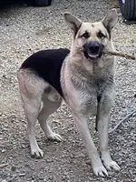 You name it, a female German Shepherd Dog for sale in Columbus, OH – 3 of 4