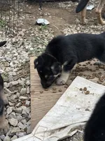Rosie, a female German Shepherd Dog for sale in Columbus, OH – 3 of 5