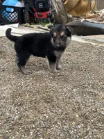 Baby, a female German Shepherd Dog for sale in Columbus, OH – 1 of 5