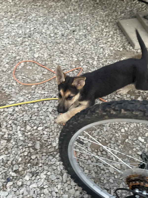 DOB 4th of July – German Shepherd Dog puppy for sale in Columbus, OH