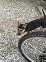 DOB 4th of July 614/584/9777, a female German Shepherd Dog for sale in Columbus, OH – 1 of 6