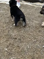 No name, a male German Shepherd Dog for sale in Columbus, OH – 7 of 10