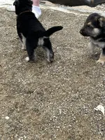 No name, a male German Shepherd Dog for sale in Columbus, OH – 5 of 10