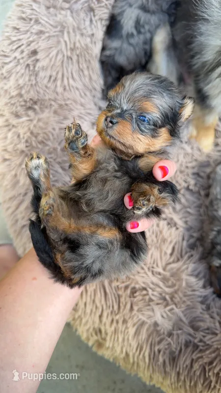 Female  – Pomapoo puppy for sale in Moses Lake, WA