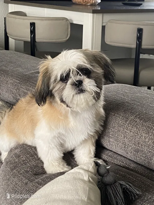 Puppy  – Maltese, Shih Tzu puppy for sale in Moses Lake, WA
