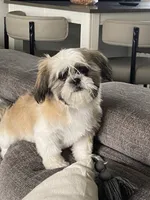 Puppy , a female Maltese and Shih Tzu for sale in Moses Lake, WA – 1 of 3