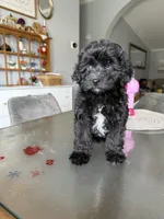Female toy Aussiedoodle, a female Miniature Aussiedoodle for sale in Moses Lake, WA – Photo 2 of 2