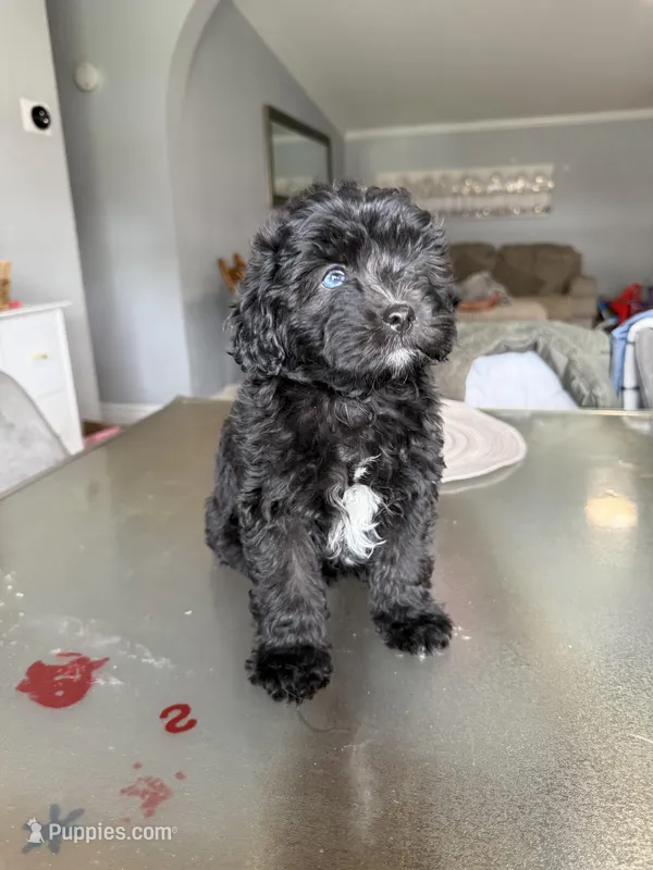 Female toy Aussiedoodle – Miniature Aussiedoodle puppy for sale in Moses Lake, WA