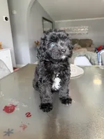 Female toy Aussiedoodle, a female Miniature Aussiedoodle for sale in Moses Lake, WA – Photo 1 of 2