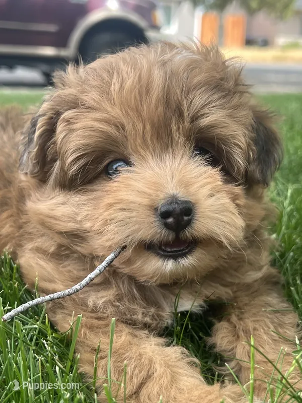 Female  – Pomapoo puppy for sale in Moses Lake, WA