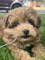 Female , a female Pomapoo for sale in Moses Lake, WA – 1 of 2
