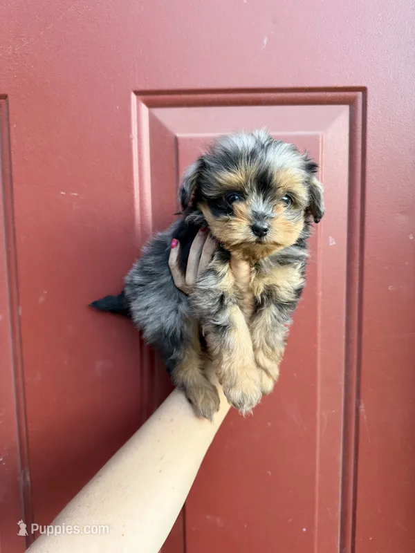Female  – Pomapoo puppy for sale in Moses Lake, WA