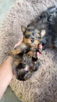 Female , a female Pomapoo for sale in Moses Lake, WA – 1 of 1