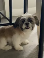 Puppy , a female Maltese and Shih Tzu for sale in Moses Lake, WA – 3 of 3