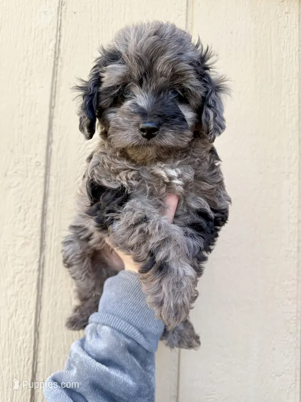 Toy Aussiedoodle Male (blue eyed)  – Aussiedoodle puppy for sale in Moses Lake, WA