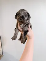 processed/2dc1b0c9-308d-4db5-b36d-f6cad630824d/listing/9bcd270b-415d-40e1-8046-5df616f087c5/6170e069-700e-4e20-8ff2-9c2c2e26cf93