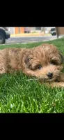Female , a female Pomapoo for sale in Moses Lake, WA – 2 of 2