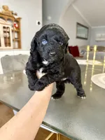 Male (Bi eyed) , a male Poodle - Toy  and Toy Australian Shepherd for sale in Moses Lake, WA – Photo 2 of 2