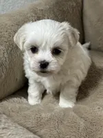 Female, a female Maltese and Shih Tzu for sale in Moses Lake, WA – Photo 1 of 3