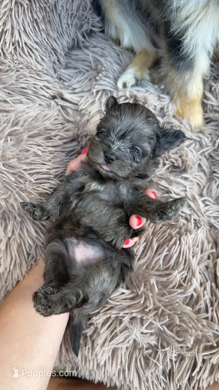 Male , a male Pomapoo for sale in Moses Lake, WA – 1 of 1