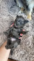 Male , a male Pomapoo for sale in Moses Lake, WA – 1 of 1