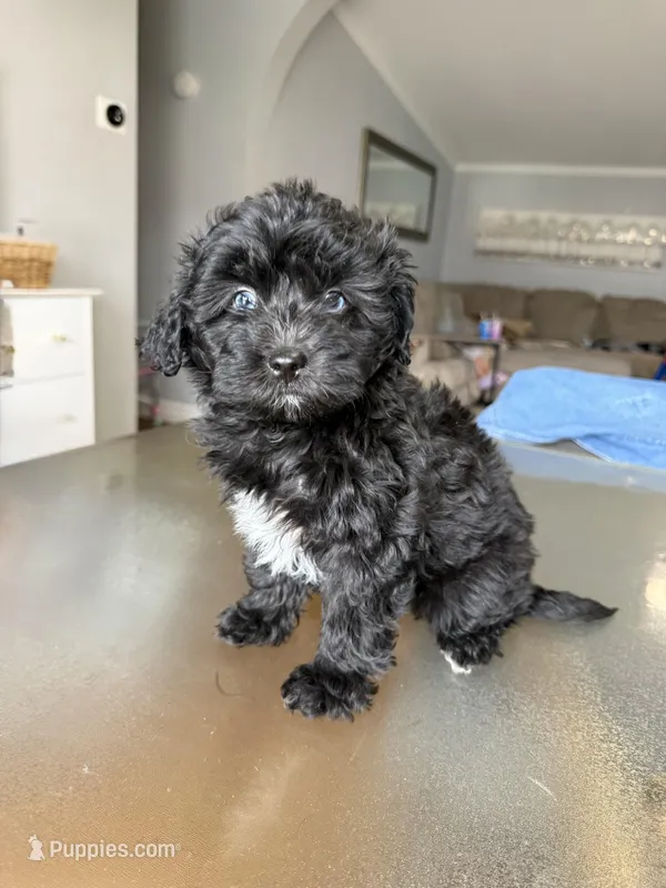 Toy Aussiedoodle Female blue eyed  – Aussiedoodle puppy for sale in Moses Lake, WA
