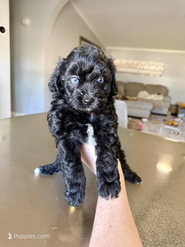 Toy Aussiedoodle Female blue eyed , a female Aussiedoodle for sale in Moses Lake, WA – Photo 1 of 1