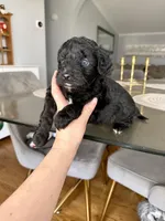 Female (blue Eyed), a female Poodle - Toy  and Toy Australian Shepherd for sale in Moses Lake, WA – Photo 2 of 2