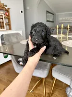 Female (blue Eyed), a female Poodle - Toy  and Toy Australian Shepherd for sale in Moses Lake, WA – Photo 1 of 2
