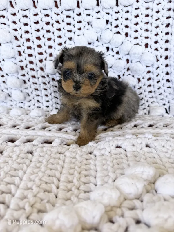 Female  – Pomapoo puppy for sale in Moses Lake, WA
