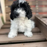 Carter 2, a male Poodle - Miniature  for sale in Marlow, OK – 1 of 1