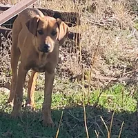 Jessie 1, a male Rhodesian Ridgeback and Poodle - Standard  for sale in Marlow, OK – 1 of 1