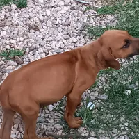 Zeva two, a male Rhodesian Ridgeback for sale in Marlow, OK – Photo 2 of 2