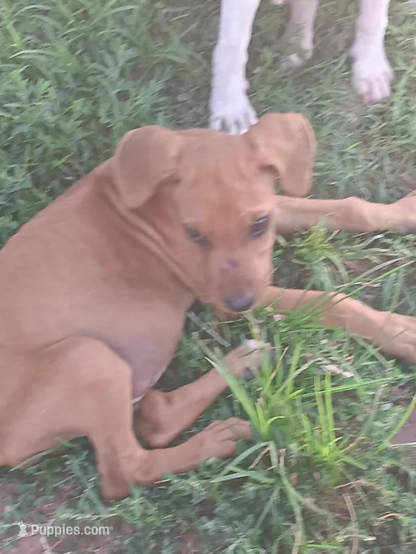 Zeva two, a male Rhodesian Ridgeback for sale in Marlow, OK – Photo 1 of 2